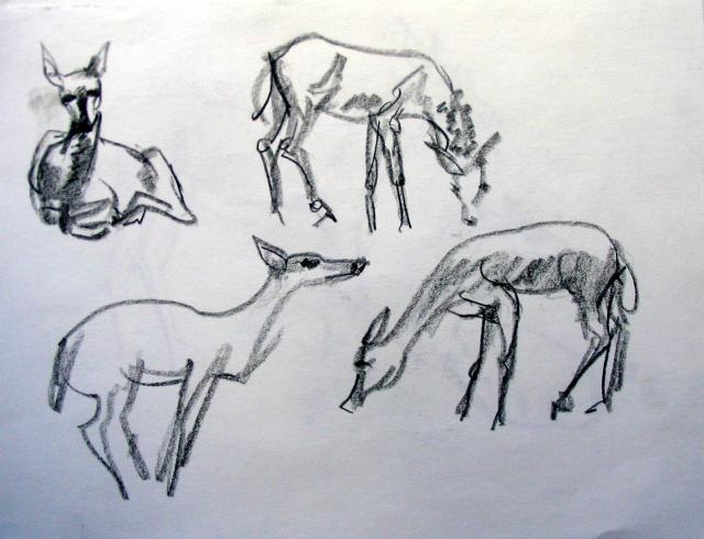 DEER